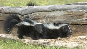 Skunks