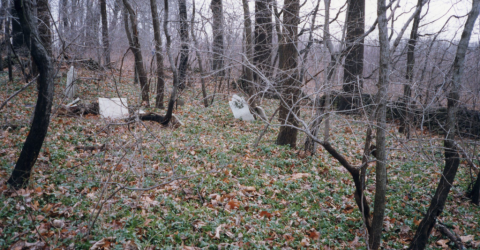 The Sutton Family Burying Ground