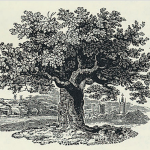 The Oak Tree by Thomas Bewick