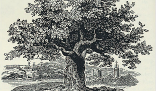 Bewick Oak