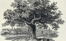 Bewick Oak