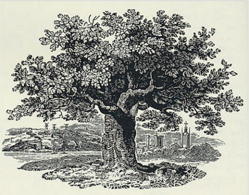 Bewick Oak