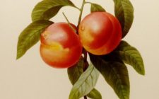 Redoute Peaches