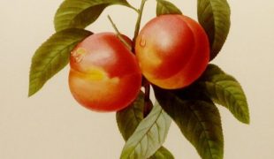 Redoute Peaches