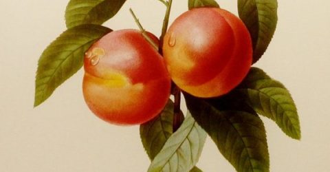 Redoute Peaches