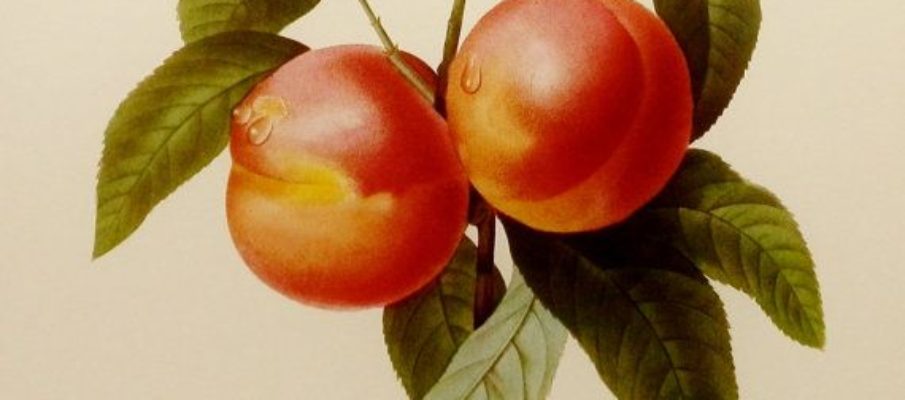 Redoute Peaches