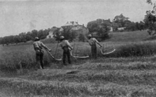 Hay Harvest