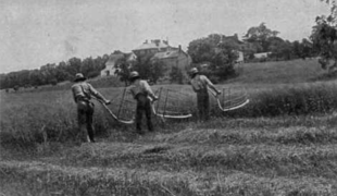 Hay Harvest